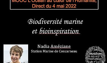 Biodiversité marine et bioinspiration
