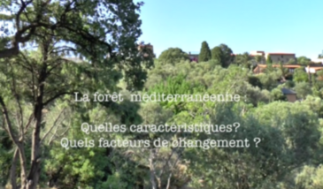 Série EcoMedit n°18 : La forêt méditerranéenne : quelles caractéristiques ? Quels facteurs de changement ?