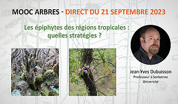 Les épiphytes des régions tropicales : quelles stratégies ?