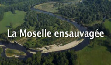 La Moselle ensauvagée