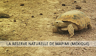 La tortue du Bolson : du symbole de la réserve à un enjeu de préservation collectif