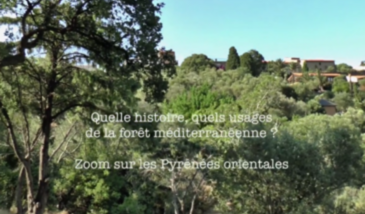 Série EcoMedit n°19B : Quelle histoire, quels usages de la forêt méditerranéenne ? Zoom sur le massif des Albères, Pyrénées Orientales