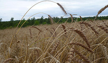 Mettre en oeuvre les principes de l'agroécologie (Systèmes horticoles - Grain 2)