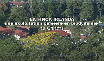 La Finca Irlanda, une exploitation caféière en biodynamie au Chiapas