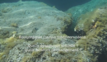 Série EcoMedit n°27 : Ecosystèmes marins méditerranéens : quelle dynamique récente ? Quels facteurs de changement ?