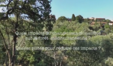 Série EcoMedit n°21 : Quels impacts du changement climatique sur la forêt méditerranéenne ? Quelles pistes pour réduire ces impacts ?