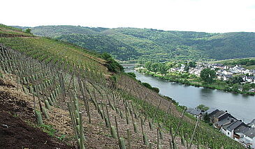 Pollution d'un bassin versant viticole en Alsace