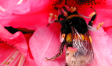 Pollen - Végétation - Environnement (POLVEN)
