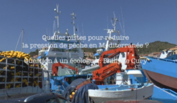 Série EcoMedit n°29 : Quelles pistes pour réduire la pression de pêche, en Méditerranée ? Question à un écologue