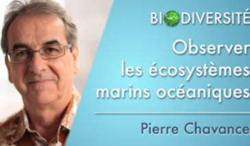 Observer les écosystèmes marins océaniques