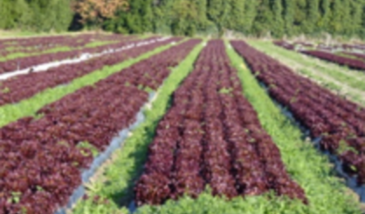 La conception de systèmes horticoles écologiquement innovants (7 grains)