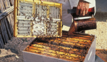 La controverse sur la toxicité des insecticides pour les abeilles (Étude argumentation - Grain 2)