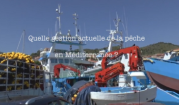 Série EcoMedit n°28 : Quelle gestion actuelle de la pêche, en Méditerranée ?
