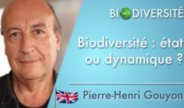 Biodiversity: state or dynamics ?