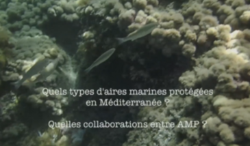 Série EcoMedit n°30 : Quelle diversité d'aires marines protégées en Méditerranée ? Quelles collaborations entre AMP ?
