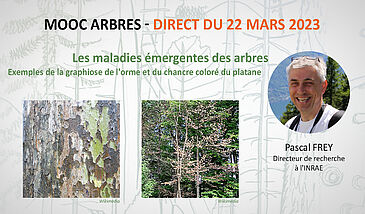 Maladies émergentes des arbres : exemples de la graphiose de l'orme et du chancre coloré du platane