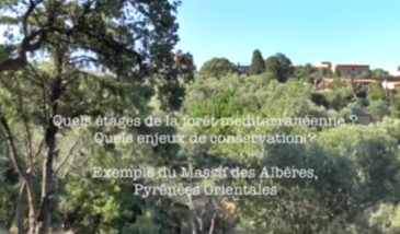 Série EcoMedit n°20 : Forêt méditerranéenne : quel gradient altitudinal ? Exemple du Massif des Albères, Pyrénées Orientales