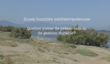 Série EcoMedit n°24 : Zones humides méditerranéennes - Quelles pistes pour les préserver ?