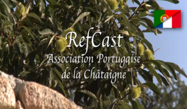 Refcast : l'Association portugaise de la châtaigne