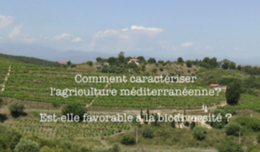 Série EcoMedit n°13 : Comment caractériser l'agriculture méditerranéenne ? Est-elle favorable à la biodiversité ?